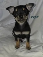 Carlos , a male Chihuahua for sale in Richmond, MI – Photo 8 of 10