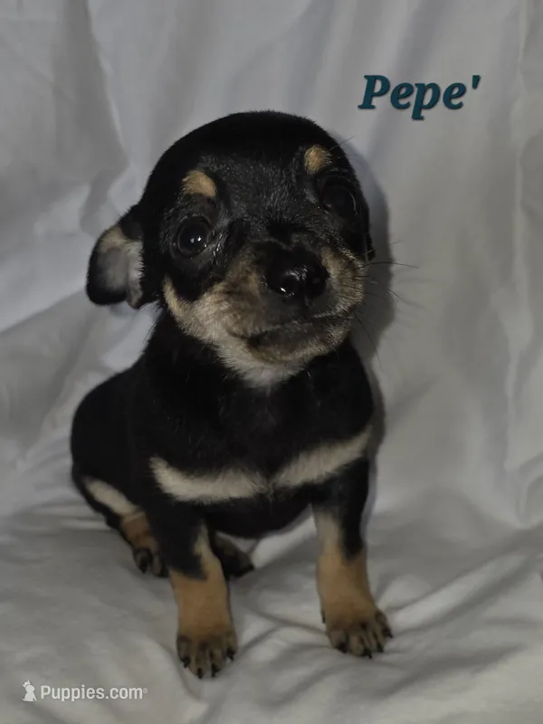 Pepe – Chihuahua puppy for sale in Richmond, MI