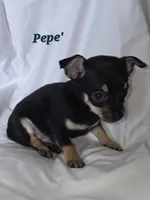 Carlos , a male Chihuahua for sale in Richmond, MI – Photo 3 of 10