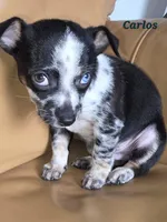 Carlos , a male Chihuahua for sale in Richmond, MI – Photo 2 of 10