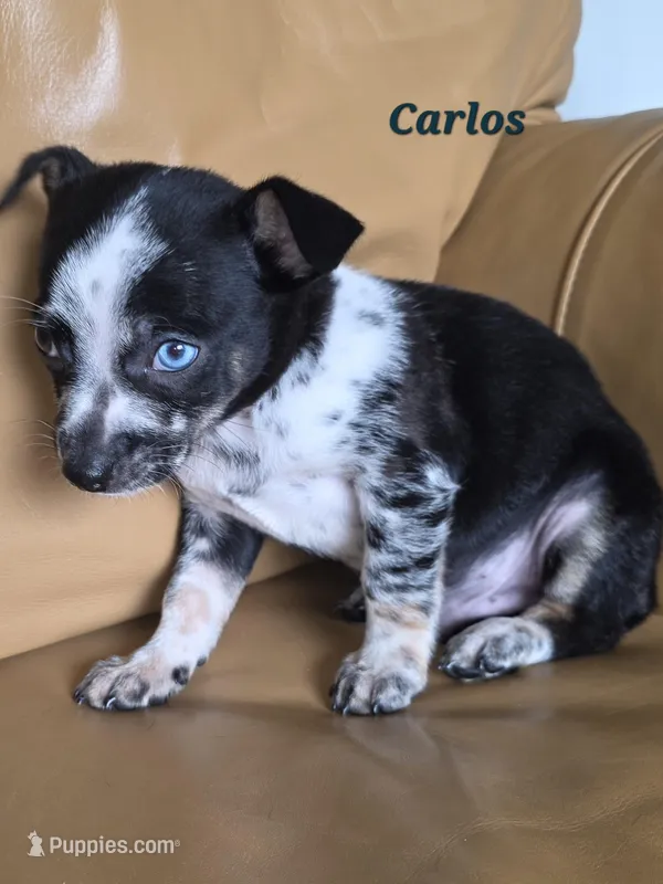 Carlos  – Chihuahua puppy for sale in Richmond, MI