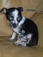 Carlos , a male Chihuahua for sale in Richmond, MI – Photo 10 of 10