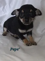 Carlos , a male Chihuahua for sale in Richmond, MI – Photo 6 of 10