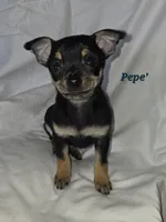 Carlos , a male Chihuahua for sale in Richmond, MI – Photo 9 of 10