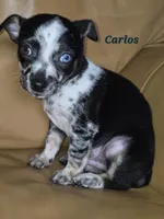 Carlos , a male Chihuahua for sale in Richmond, MI – Photo 7 of 10