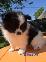 WYATT , a male Bordoodle for sale in Richmond, MI – 4 of 10