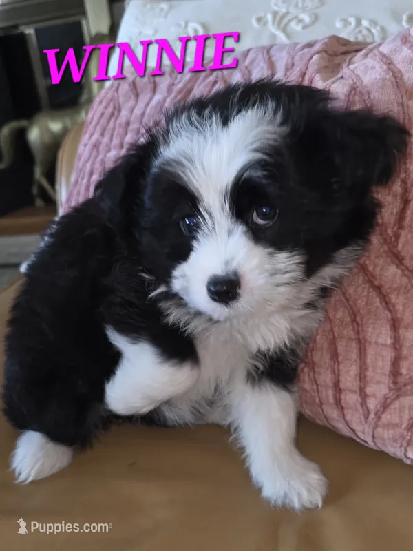 Minnie – Pomeranian, Poodle - Miniature  puppy for sale in Richmond, MI