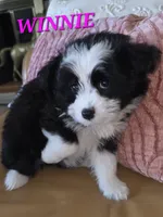 WYATT , a male Bordoodle for sale in Richmond, MI – 8 of 10