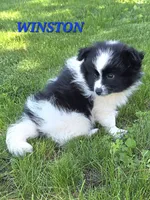WYATT , a male Bordoodle for sale in Richmond, MI – 5 of 10