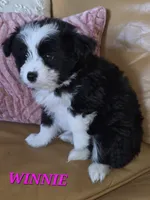 Minnie, a female Pomeranian and Poodle - Miniature  for sale in Richmond, MI – 2 of 10