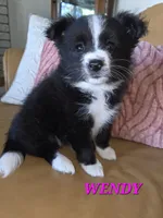 Minnie, a female Pomeranian and Poodle - Miniature  for sale in Richmond, MI – 10 of 10