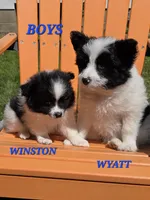 WYATT , a male Bordoodle for sale in Richmond, MI – 6 of 10
