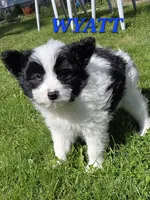 WYATT , a male Bordoodle for sale in Richmond, MI – 2 of 10