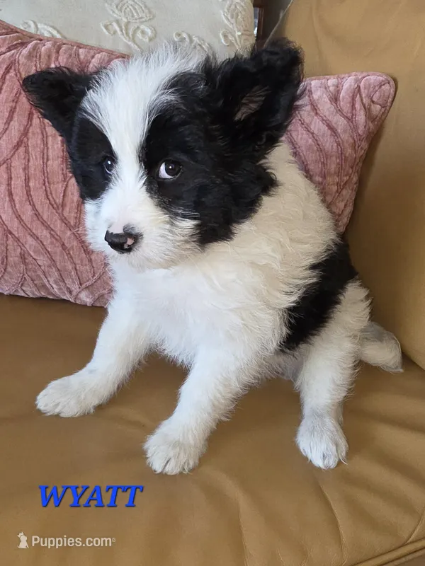 WYATT  – Bordoodle puppy for sale in Richmond, MI
