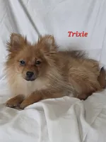 PIXIE, a female Pomeranian for sale in Richmond, MI – Photo 5 of 10