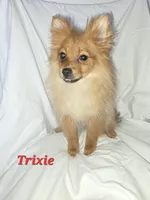 PIXIE, a female Pomeranian for sale in Richmond, MI – Photo 7 of 10