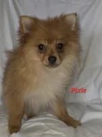 PIXIE, a female Pomeranian for sale in Richmond, MI – Photo 4 of 10