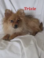 PIXIE, a female Pomeranian for sale in Richmond, MI – Photo 9 of 10
