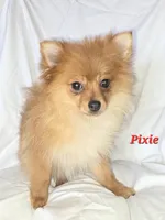 PIXIE, a female Pomeranian for sale in Richmond, MI – Photo 2 of 10
