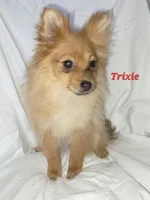 PIXIE, a female Pomeranian for sale in Richmond, MI – Photo 8 of 10