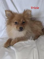 PIXIE, a female Pomeranian for sale in Richmond, MI – Photo 10 of 10