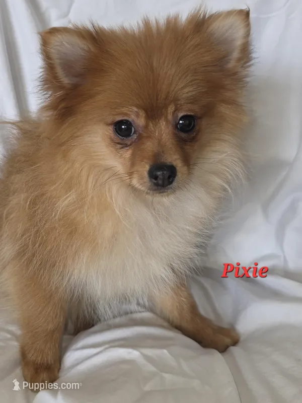 PIXIE – Pomeranian puppy for sale in Richmond, MI