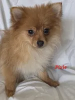 PIXIE, a female Pomeranian for sale in Richmond, MI – Photo 1 of 10