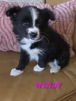 Minnie, a female Pomeranian and Poodle - Miniature  for sale in Richmond, MI – 6 of 10