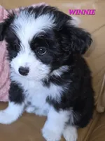 Minnie, a female Pomeranian and Poodle - Miniature  for sale in Richmond, MI – 3 of 10