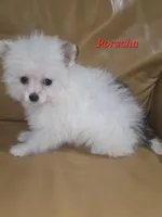 PORSCHA, a female Pomapoo for sale in Richmond, MI – Photo 2 of 9