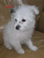 PORSCHA, a female Pomapoo for sale in Richmond, MI – Photo 7 of 9