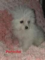 PORSCHA, a female Pomapoo for sale in Richmond, MI – Photo 3 of 9