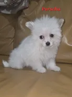 PORSCHA, a female Pomapoo for sale in Richmond, MI – Photo 1 of 9