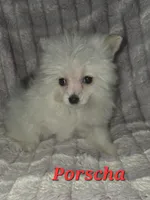 PORSCHA, a female Pomapoo for sale in Richmond, MI – Photo 4 of 9