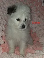 PORSCHA, a female Pomapoo for sale in Richmond, MI – Photo 6 of 9