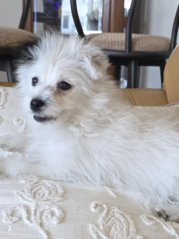 LEXUS – Pomapoo puppy for sale in Richmond, MI