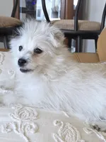 LEXUS, a female Pomapoo for sale in Richmond, MI – Photo 1 of 6