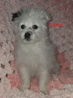 PORSCHA, a female Pomapoo for sale in Richmond, MI – Photo 5 of 9