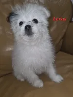 LEXUS, a female Pomapoo for sale in Richmond, MI – Photo 6 of 6