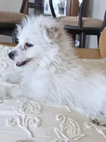 LEXUS, a female Pomapoo for sale in Richmond, MI – Photo 2 of 6