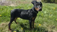 André AKC, a male Doberman Pinscher for sale in Monrovia, IN – Photo 1 of 2