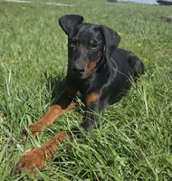 André AKC, a male Doberman Pinscher for sale in Monrovia, IN – Photo 2 of 2