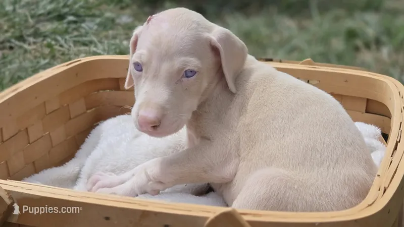 Yeti – Doberman Pinscher puppy for sale in Monrovia, IN