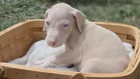 Yeti, a female Doberman Pinscher for sale in Monrovia, IN – 1 of 2