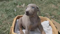 Big fawn boy, a male Doberman Pinscher for sale in Monrovia, IN – 2 of 3