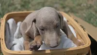 Big fawn boy, a male Doberman Pinscher for sale in Monrovia, IN – 3 of 3