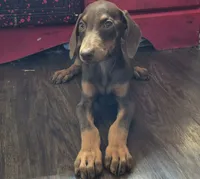 Phoenix, a male Doberman Pinscher for sale in Monrovia, IN – 2 of 2