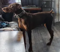 Lucian, a male Doberman Pinscher for sale in Monrovia, IN – 2 of 4
