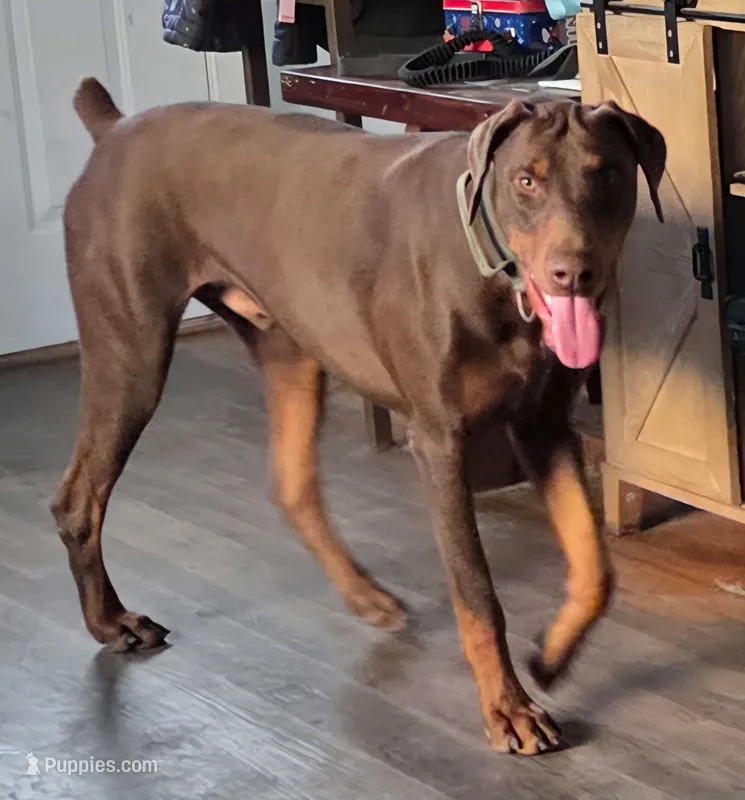 Lucian – Doberman Pinscher puppy for sale in Monrovia, IN