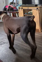 Lucian, a male Doberman Pinscher for sale in Monrovia, IN – 4 of 4